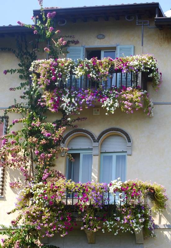 Balcony plants decorate purple white railing