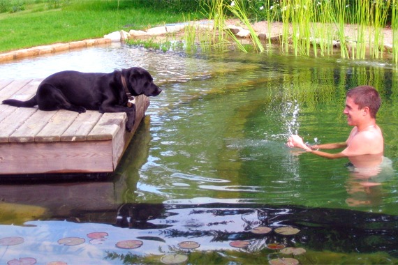 Bio swimming pond garden benefits myths break