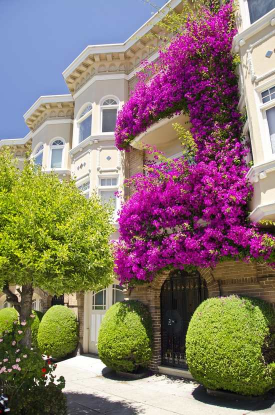 Climbing plants balcony greening magic purple facade