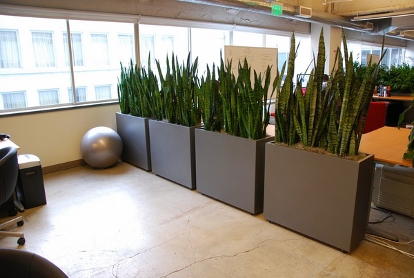 office partitions ideas living plants plant containers