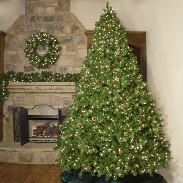  Winchester fir Christmas tree
