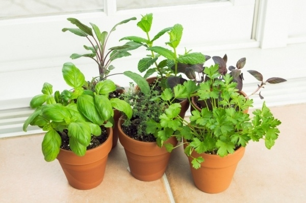 kitchen herbs DIY small clay pots window