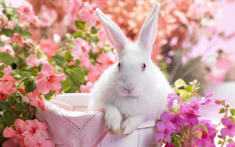 white bunny wallpaper pink flowers