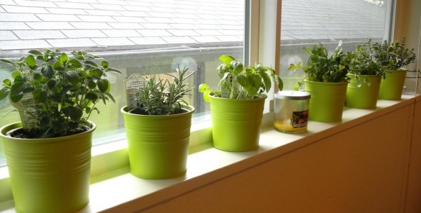 windowsill herbs idea DIY 