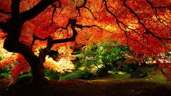 Amazing design tree colors