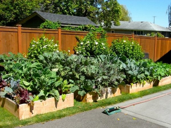 raised beds fence