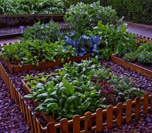 decorative vegetable bed patio design