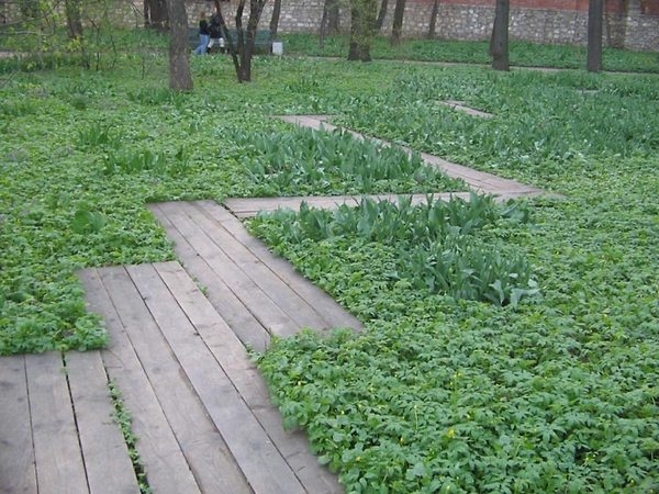 garden paths vegetable bed design wood