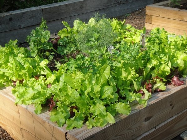 home wooden raised beds