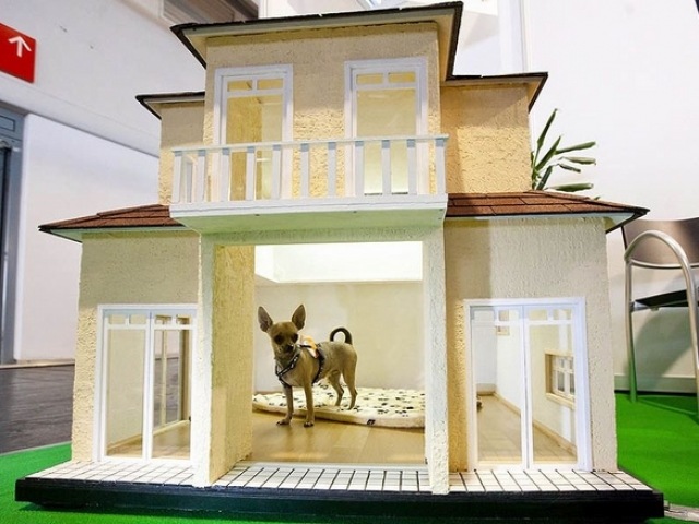 dog home design