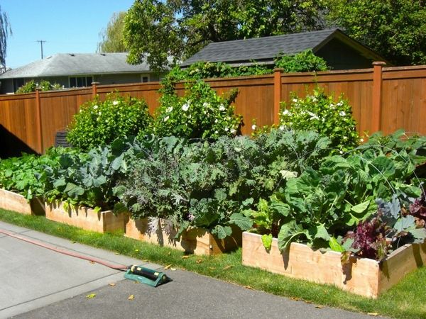 plans backyard gardening 