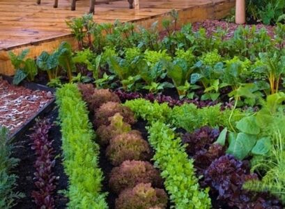 small-vegetable-garden-ideas-patio-design-ideas-how-to-choose-vegetable-plants