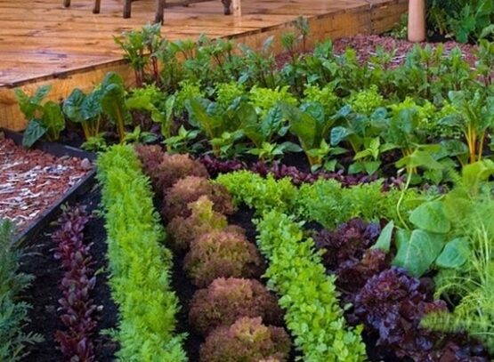 small-vegetable-garden-ideas-patio-design-ideas-how-to-choose-vegetable-plants