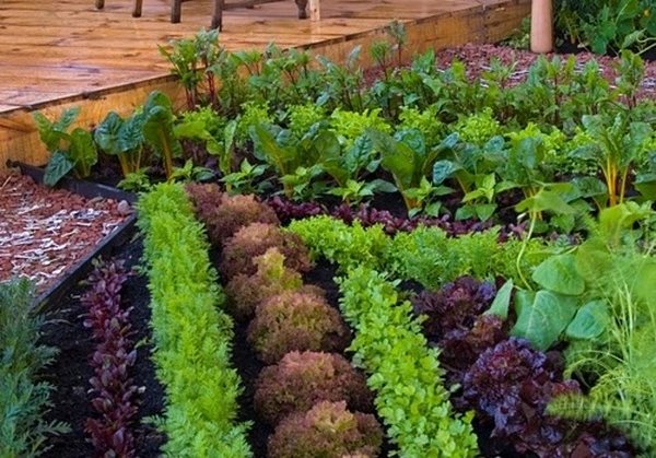 Small vegetable garden ideas - how to plan and design them?