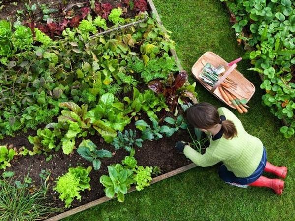 small vegetable garden ideas raised beds grass paths