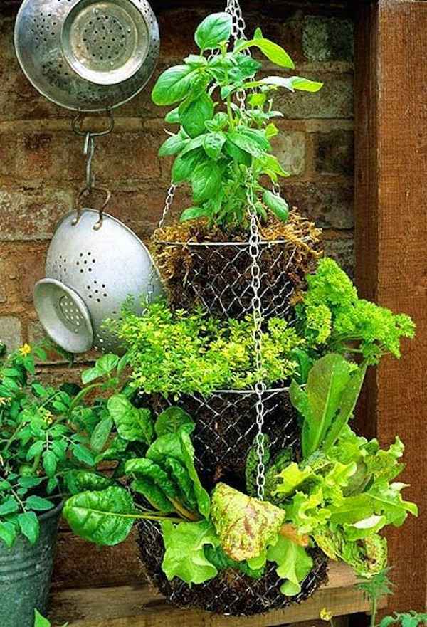 vertical lettuce herbs