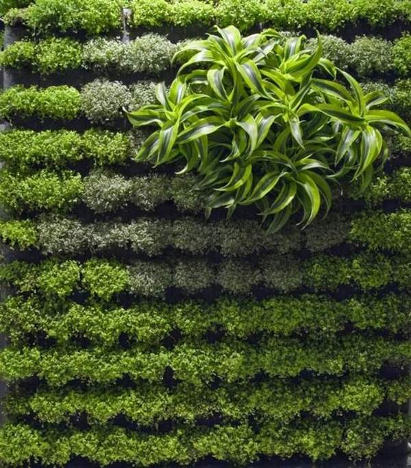 vertical patio ideas plants