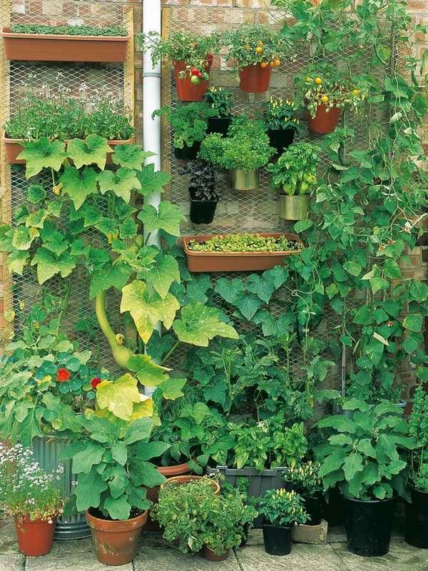 vertical home gardening ideas