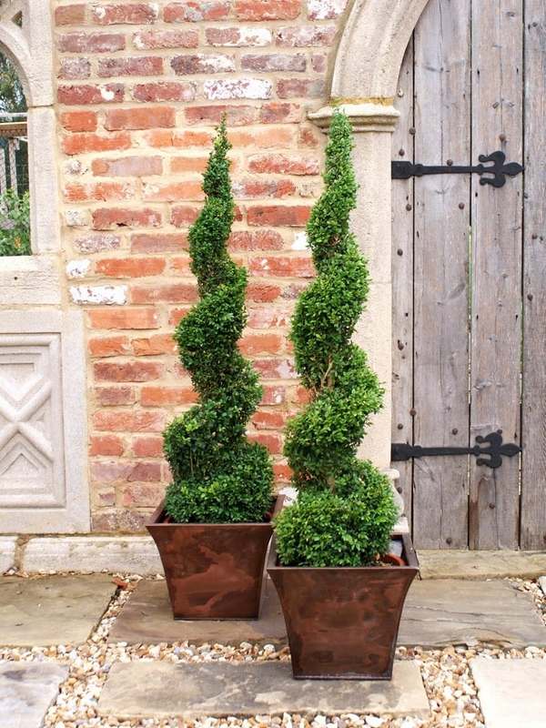 Spiral topiary plants patio decoration plant containers