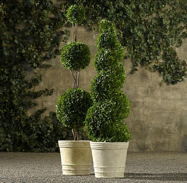 adorable boxwood topiaries spiral round shapes