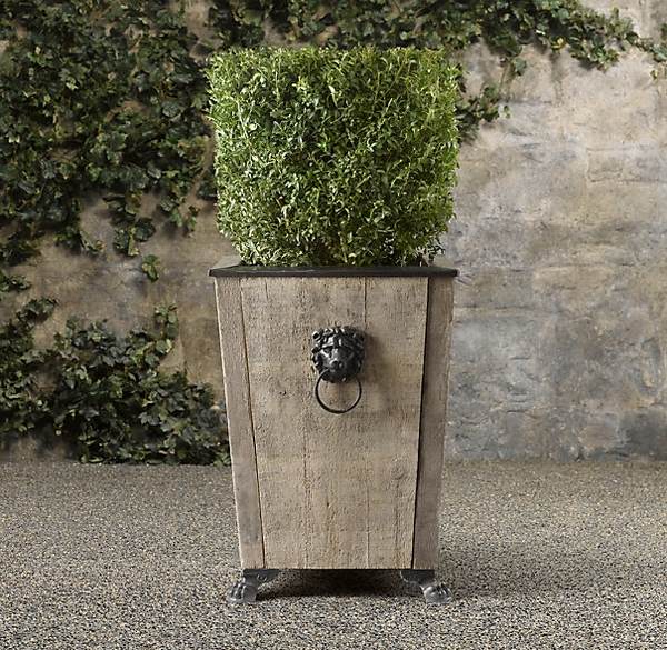 boxwood shapes cube shape plant container