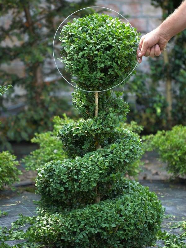 how to cut a boxwood topiary garden decorating ideas