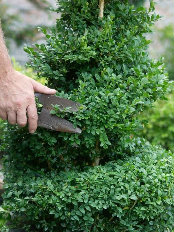 how to cut boxwood topiary ideas shapes