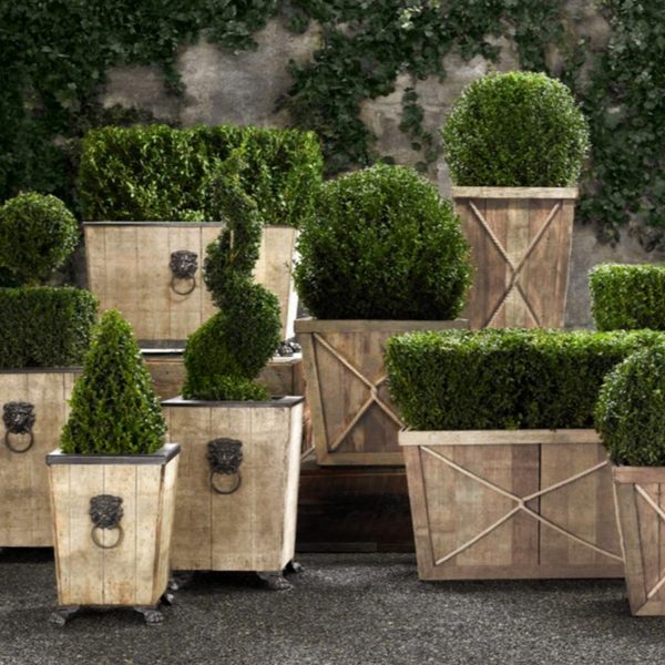 live boxwood topiaries shapes size care