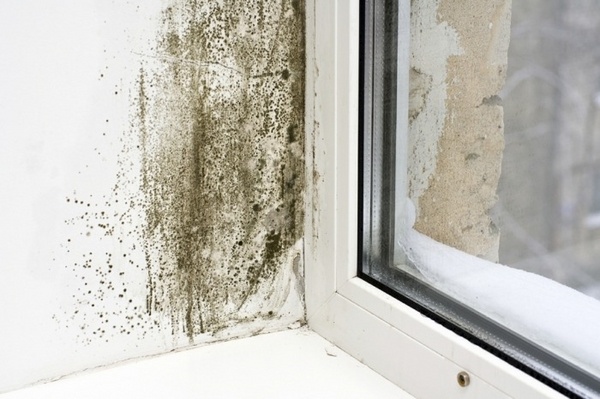 mold vs mildew cleaning what is mold