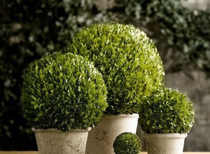 round-boxwood-topiaries-different-sizes-home-decoration