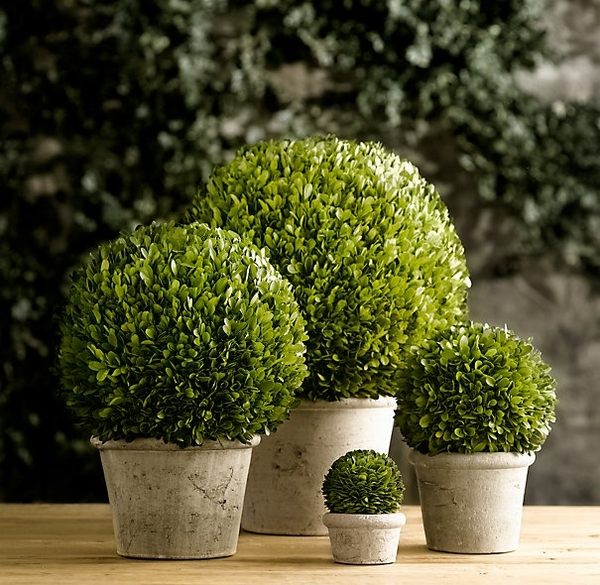 round boxwood topiaries different sizes home decoration