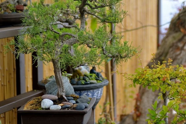 Bonsai trees Japanese designs rock