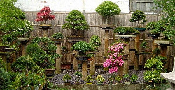 bonsai small garden design ideas asian style
