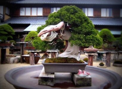 bonsai-trees-garden-Japanese-garden-ideas-zen-garden-designs