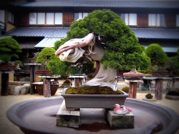 Bonsai garden - an incredible charm in miniature scale