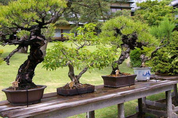 bonsai trees decoration ideas small garden design ideas