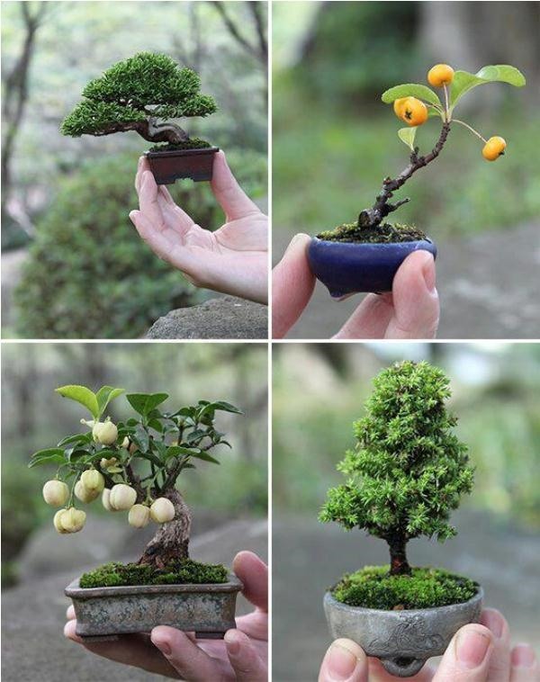 bonsai trees miniature designs small garden landscape