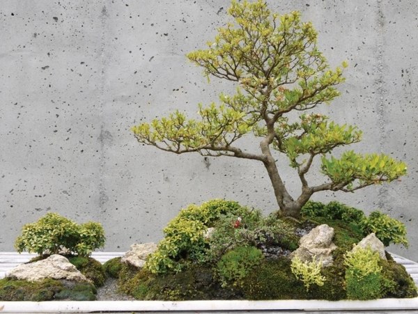 patio gardens bonsai design ideas modern rock
