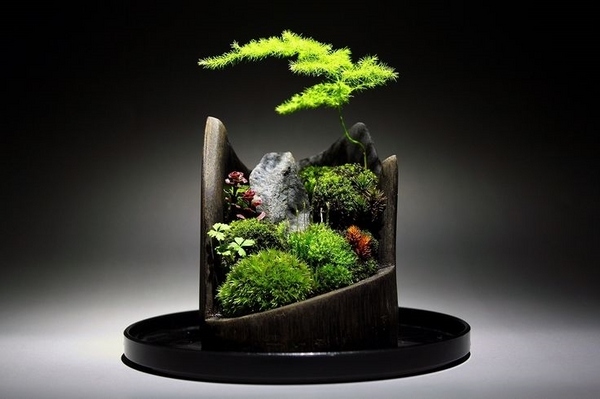 spectacular bonsai mini ideas home decoration