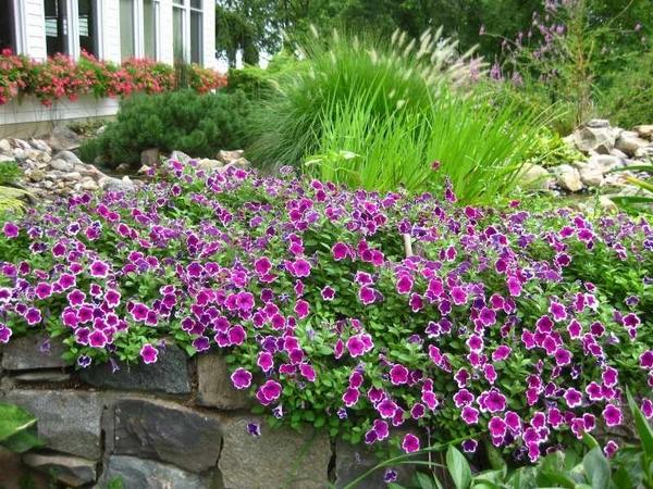 decoration garen stone wall purple petunia