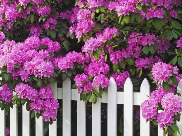 decoration flowers purple color Rhododendron picket fence