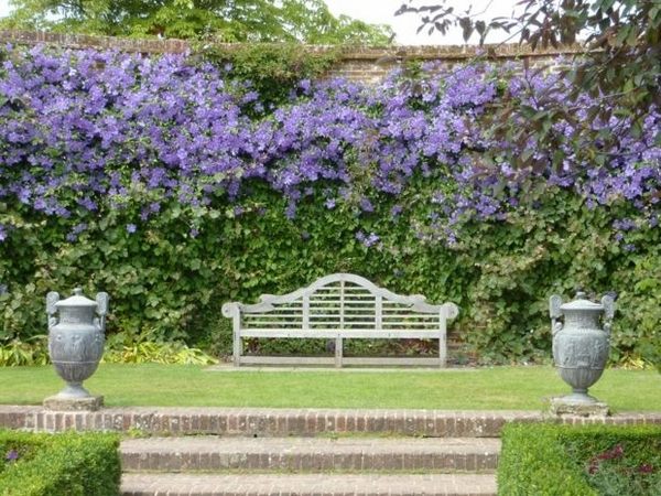 design ideas English style beautiful purple Clematis