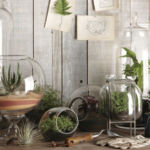 cacti fern creative home decoration 