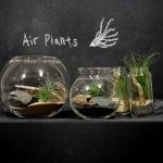 air-plant-terrarium-tillandsia-creative-decorating-ideas-sand-glass-ball