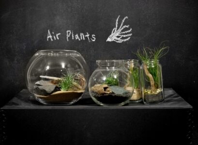 air-plant-terrarium-tillandsia-creative-decorating-ideas-sand-glass-ball