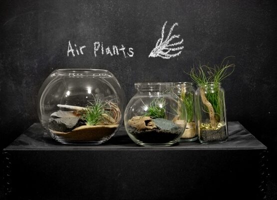 air-plant-terrarium-tillandsia-creative-decorating-ideas-sand-glass-ball