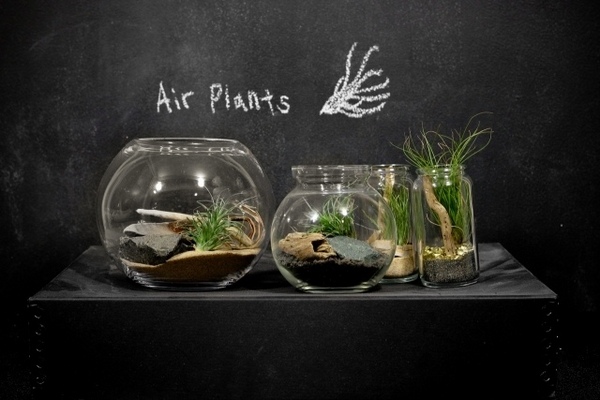 air-plant-terrarium-tillandsia-creative-decorating-ideas