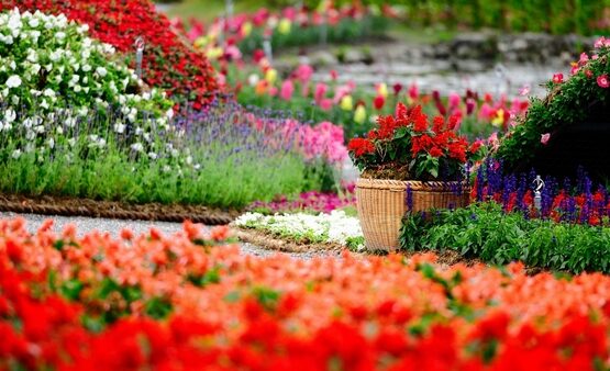 amazing-flower-garden-ideas-different-flowers-tulips-variety-of-colors