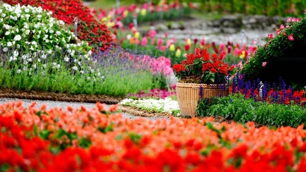 amazing flower garden ideas different flowers tulips variety of colors