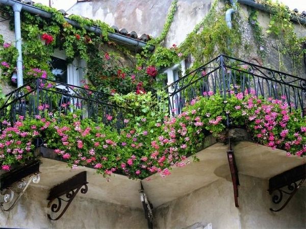 beaustiful ivy roses blossoming flowers